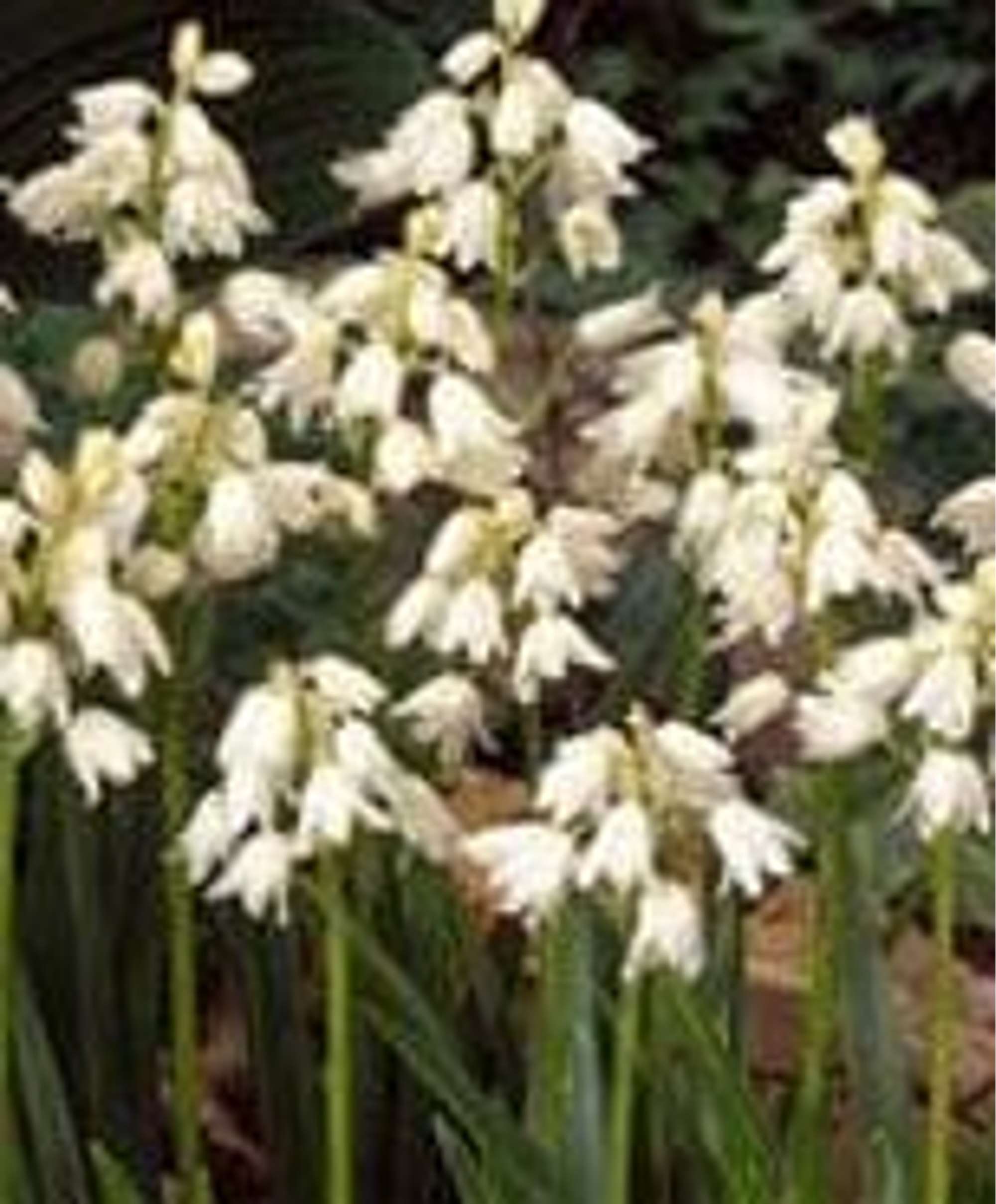 Spansk Klockhyacint 'Hyacinthoides hispanica Alba Maxima'